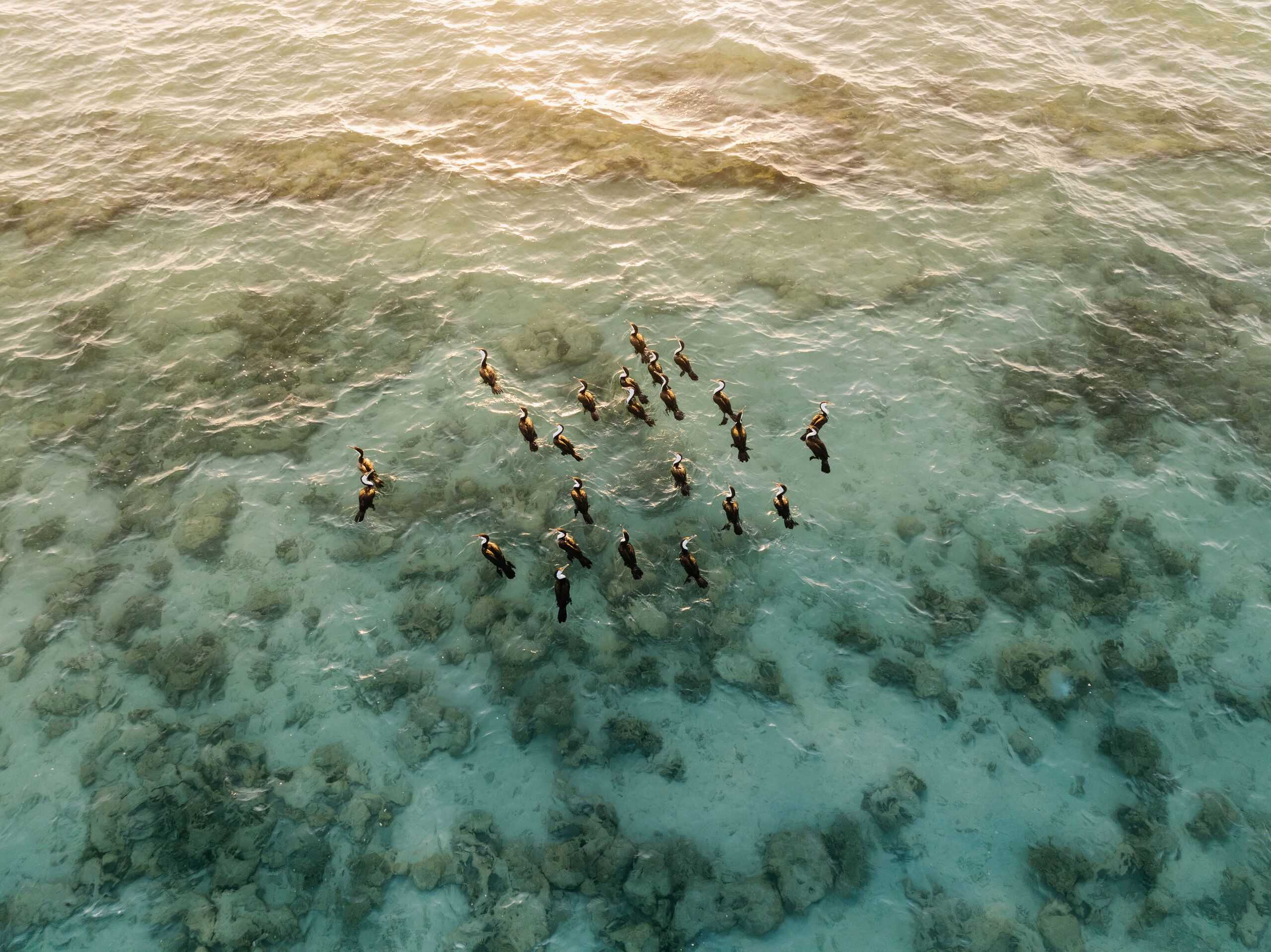 Aerial view of outrigger canoe crews paddling together over a shallow reef